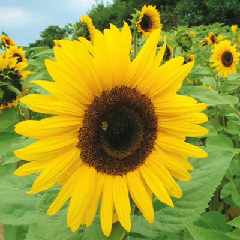 Image of Thompson & Morgan Sunflower Giant Yellow 1 Seed Packet (50 Seeds)
