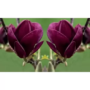 Image of Thompson & Morgan Thompson and Morgan Magnolia Genie 9cm Pot x 2