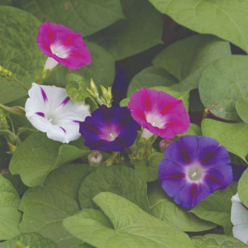 Image of Thompson & Morgan Morning Glory Mixed Vibrant Climbing Flower Seeds - Easy To Grow Trellis & Fence Ready - 35 Seeds