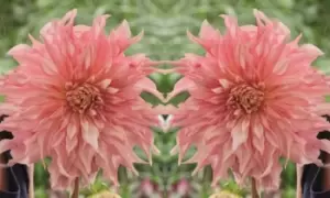 Image of Dahlia Penhill Watermelon Plants: One Tuber