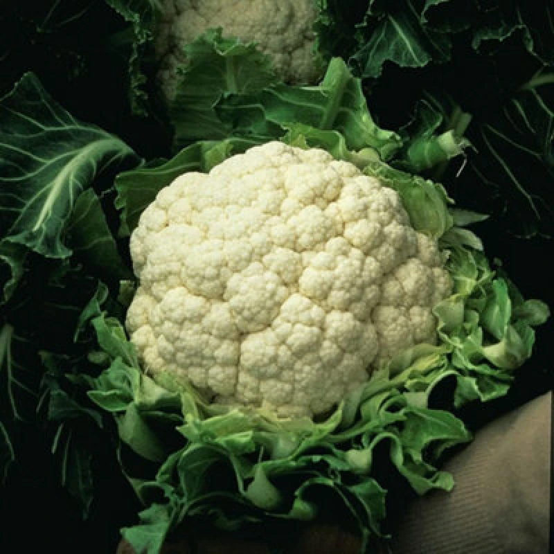 Image of Thompson & Morgan Cauliflower Walcheren Winter 5 1 Seed Packet (50 Seeds)