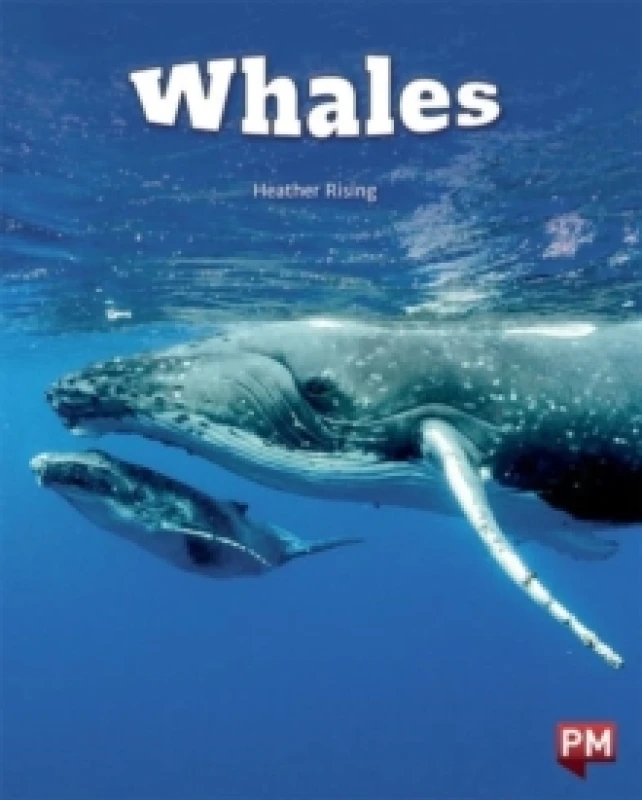 Image of WHALES Paperback