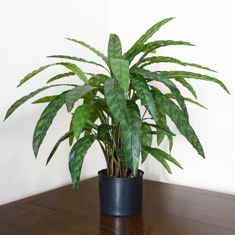 Image of Leaf 60cm Artificial Calathea Plant Variegated Green