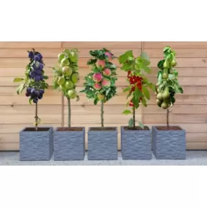 Image of Thompson & Morgan Thompson and Morgan Mini Fruit Tree Collection - 3 Plants