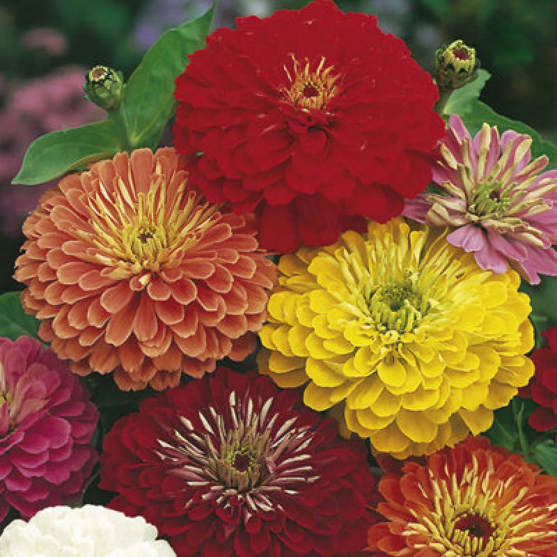 Image of Thompson & Morgan Zinnia Fire-Works Mix 1 Seed Packet (120 Seeds)