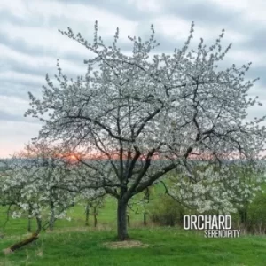 Image of Serendipity by Orchard CD Album