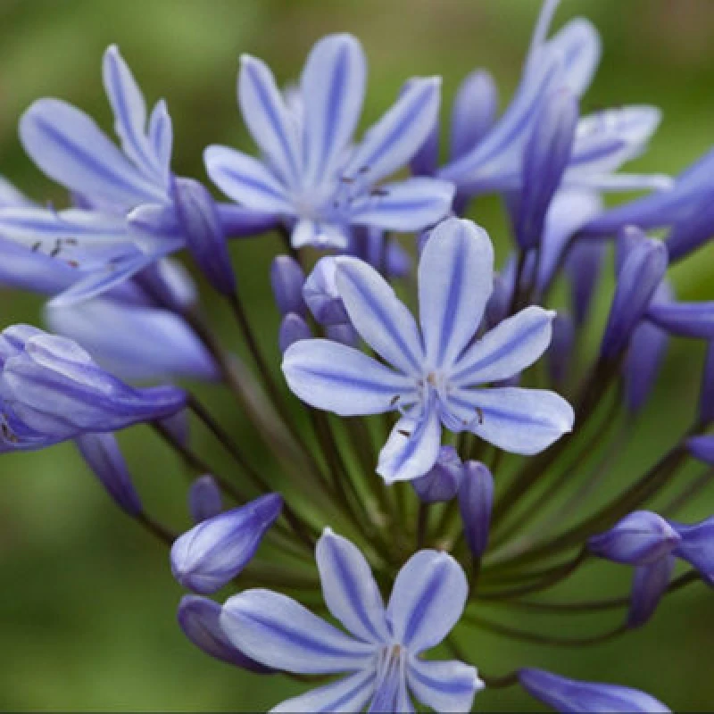 Image of Thompson & Morgan Agapanthus Sweet Surprise 9Cm Potted Plant X 1
