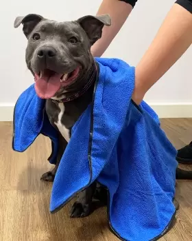 Image of Cotton Traders Quick-Drying Microfibre Pet Towel in Blue
