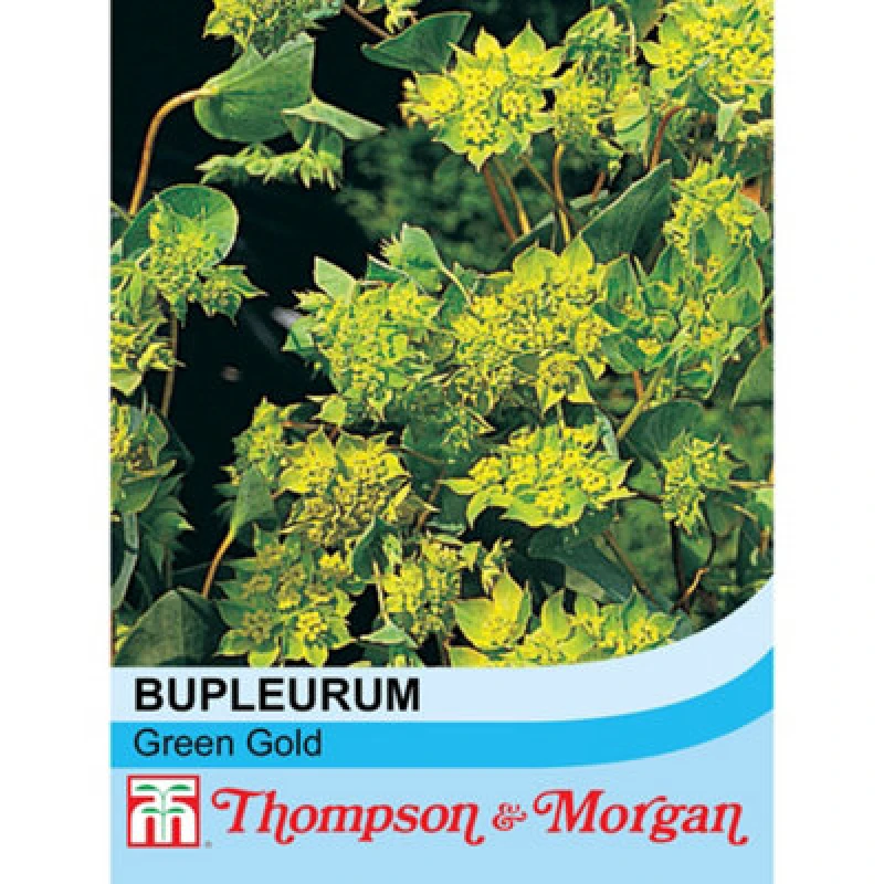 Image of Thompson & Morgan Bupleurum Rotundifolium Green Gold 1 Seed Packet (100 Seeds)