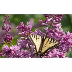 Image of Thompson & Morgan Thompson and Morgan Gardenia 'Crown Jewels' 9cm Pot x 1