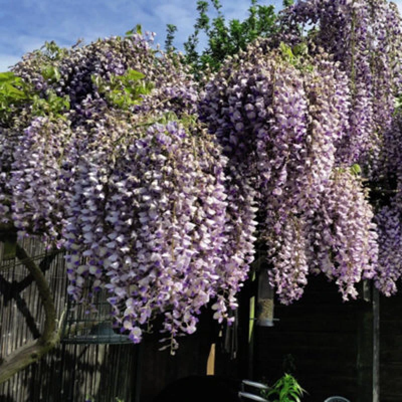 Image of Thompson & Morgan Wisteria Prolific 1.5 Litre Potted Plant X 3