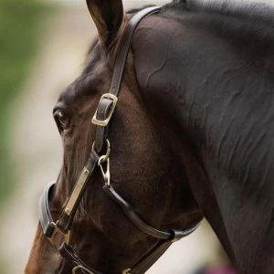 Image of Amigo Padded Headcollar - Brown