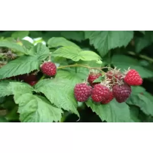 Image of 370890 Ds t&m rasp smmr lvrs red x3