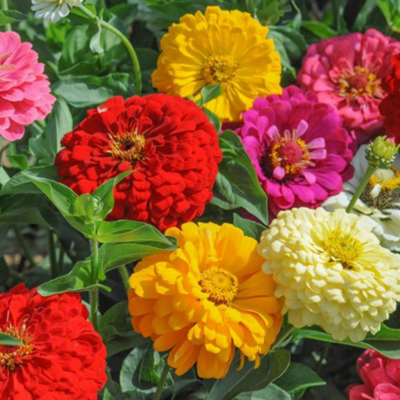 Image of Thompson & Morgan Zinnia Dahlia Flowered Mixed 1 Seed Packet