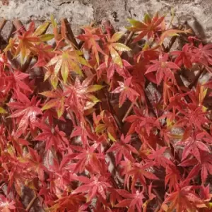 Image of Garden Gear Red Acer Folding Hedge Trellis 1x2m