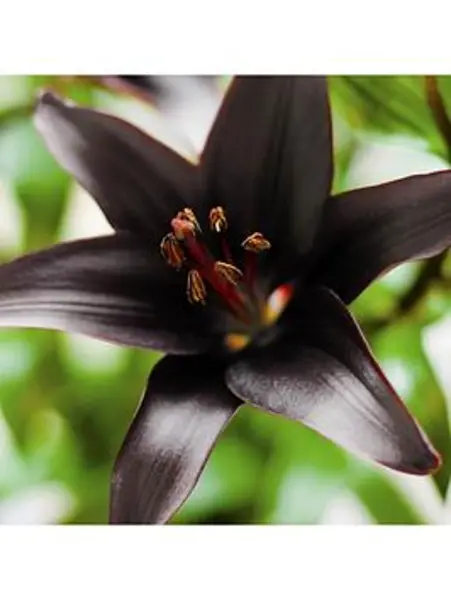 Image of YouGarden Lily Landini Bulbs - 10, size 10/12 - Size 10 Bulbs