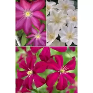 Image of Repeat Flowering Clematis Collection - 3 Varieties