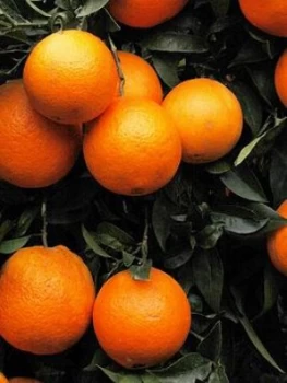 Image of Blood Orange Citrus Tree 6L