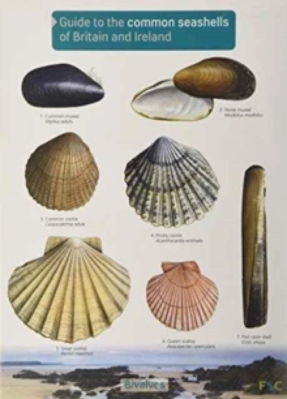 Image of Guide to the Common Seashells of Britain and Ireland Fold-out book or chart
