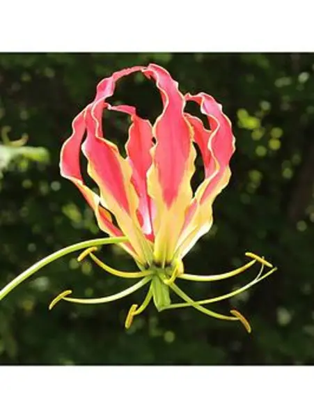 Image of YouGarden Gloriosa 'Flame Lily' - 3 tubers - Size 3 tubers