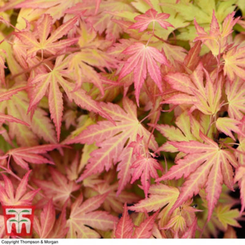 Image of Thompson & Morgan Acer Palmatum Orange Dream 15Cm Potted Plant X 1