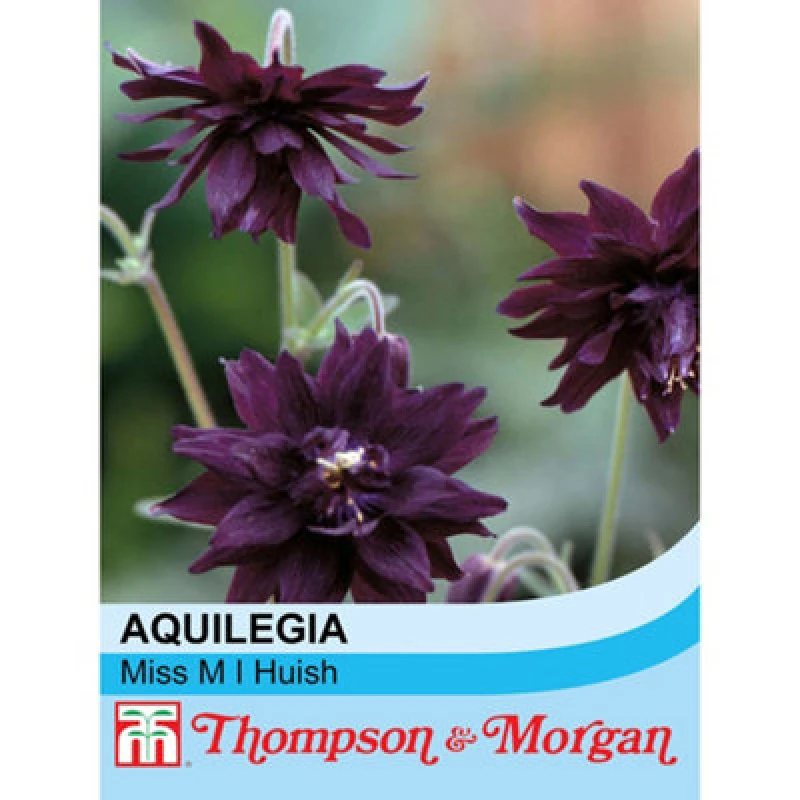 Image of Thompson & Morgan Aquilegia Vulgaris Miss M.i. Huish 1 Seed Packet (50 Seeds)