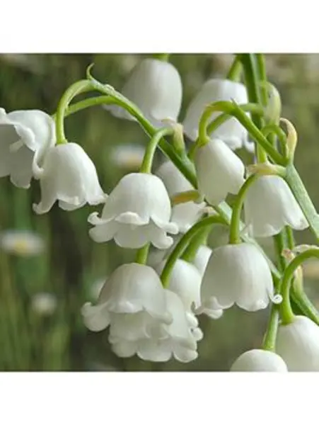 Image of YouGarden Convallaria Lily of the Valley (10 Pips) - Size 10 Pips