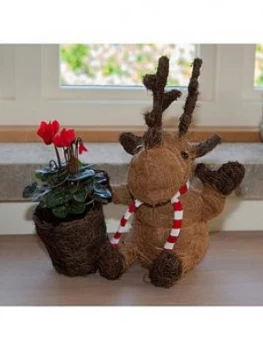 Image of Sisal Sitting Moose & Flowering Cylamen 10.5Cm Pot