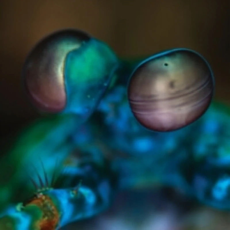 Image of Amasia: Anamibia sessions 2 Vinyl