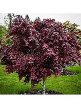 Image of Acer Mystic Jewel 3L