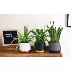 Image of Thompson & Morgan Thompson and Morgan Purifying Plant Collection - 6 Plants Snake / Peace Lily / Spider Plant