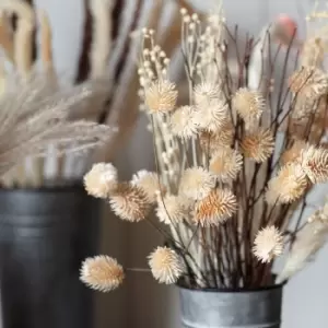 Image of Crossland Grove Dried Thistle Bundle In Paper Wrap Natural H540Mm