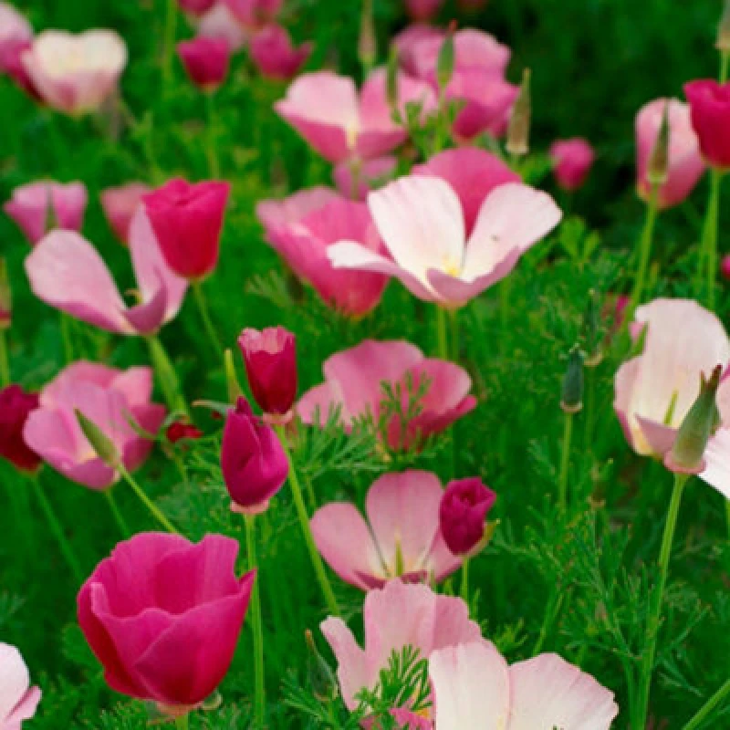 Image of Californian Poppy Purple Gleam Seeds - Easy Annual For Dry Gardens 200 Seeds By Thompson & Morgan
