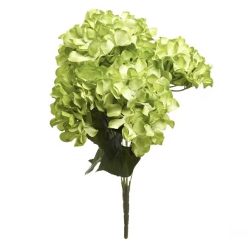 Image of Green Hydrangea Bunch
