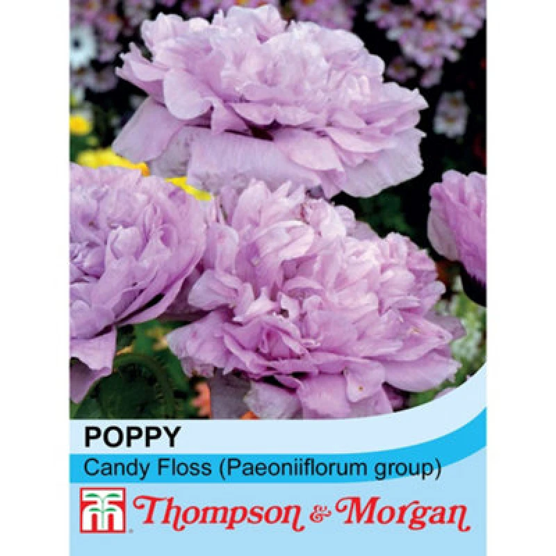 Image of Thompson & Morgan Poppy Candy Floss (Paeoniiflorum Group) 1 Packet (250 Seeds)