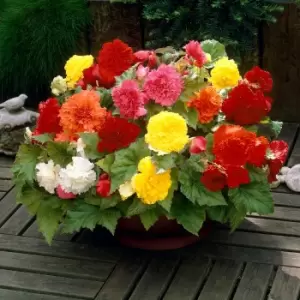 Image of Yougarden Begonia Fimbriata Mix x 10 Tubers