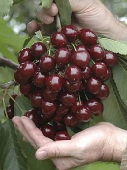 Image of Patio Cherry Little Stella 4L Pot