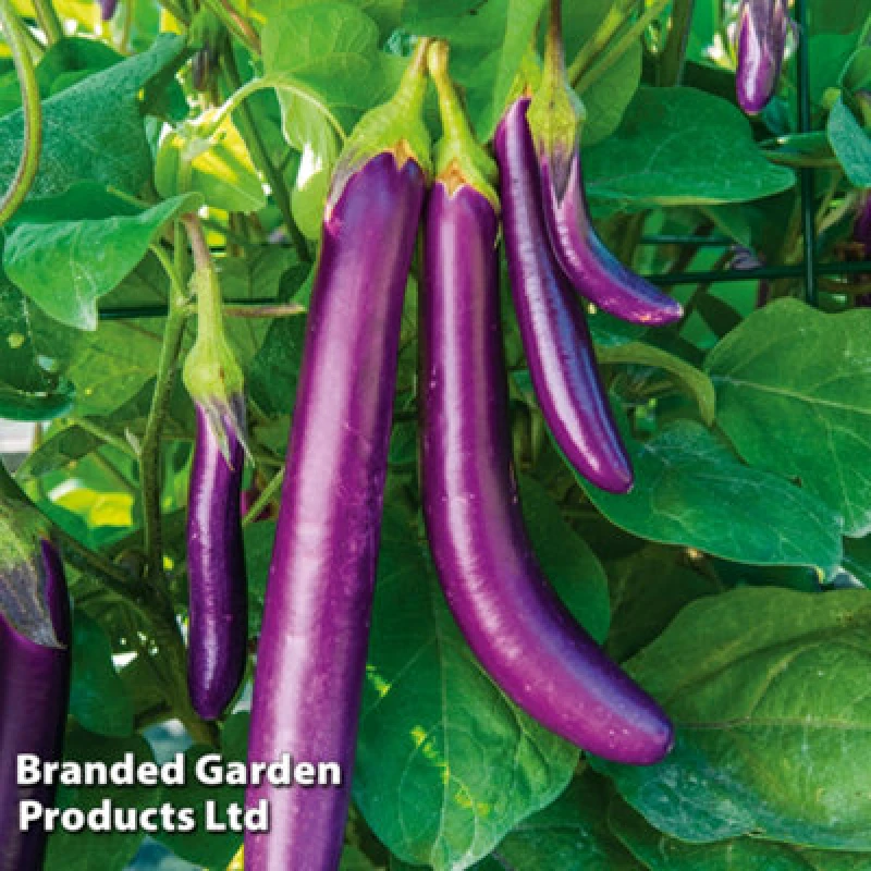 Image of Thompson & Morgan Aubergine Violet Knight F1 1 Seed Packet (6 Seeds) - Kew Vegetable Seed Collection