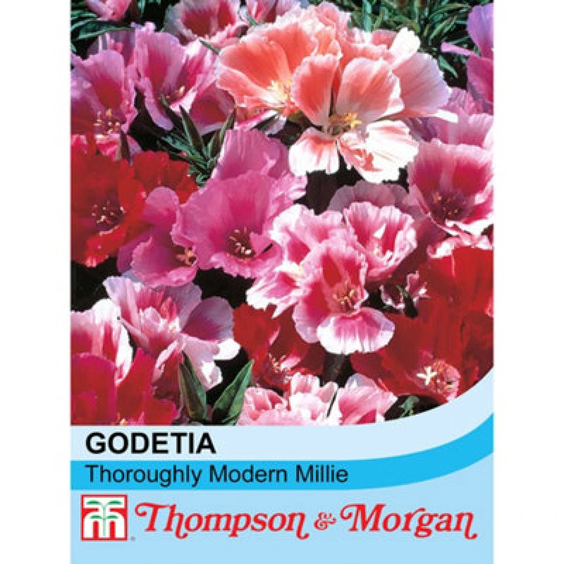 Image of Thompson & Morgan Godetia Thoroughly Modern Millie 1 Seed Packet