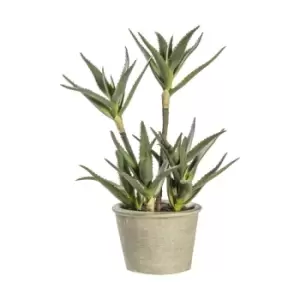 Image of Crossland Grove Potted Aloe 250X250X380Mm