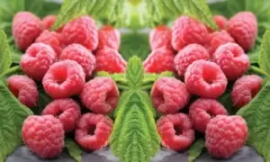 Image of Raspberry Polka Canes: 6