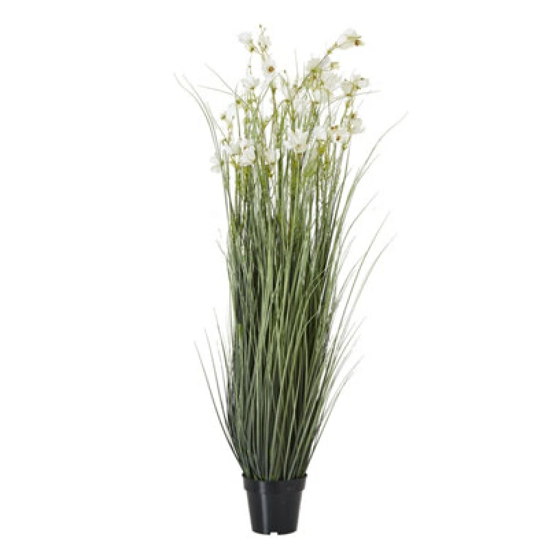 Image of Large White Meadow Plant In Pot