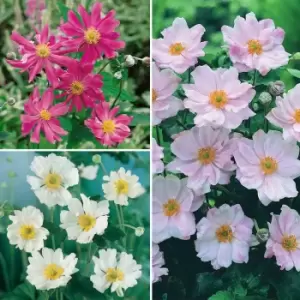 Image of YouGarden Hardy Japanese Anemone Collection x 3 Plants in 9cm Pots