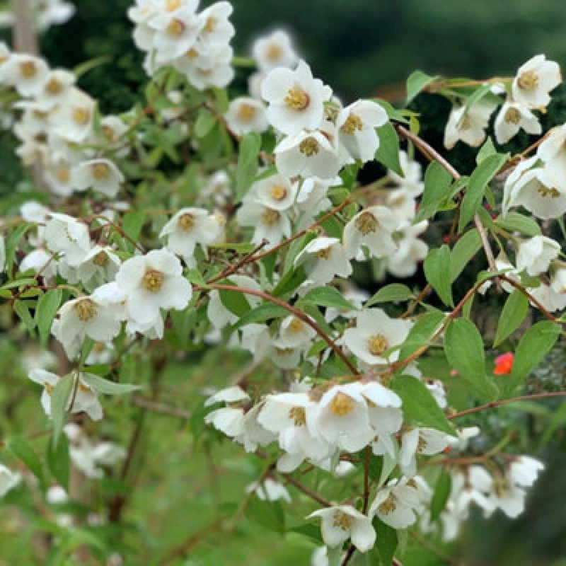 Image of Thompson & Morgan Philadelphus Fragrant Falls 9Cm Potted Plant X 1