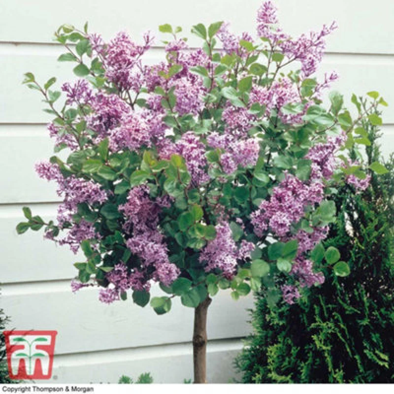 Image of Thompson & Morgan Syringa Meyeri Palibin (Standard) 2 Litre Potted Plant X 4