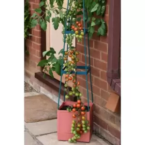 Image of 4 Tier Self Watering Tomato Tow