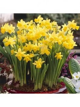 Image of 100 X Narcissus Tete A Tete Bulbs 8/10