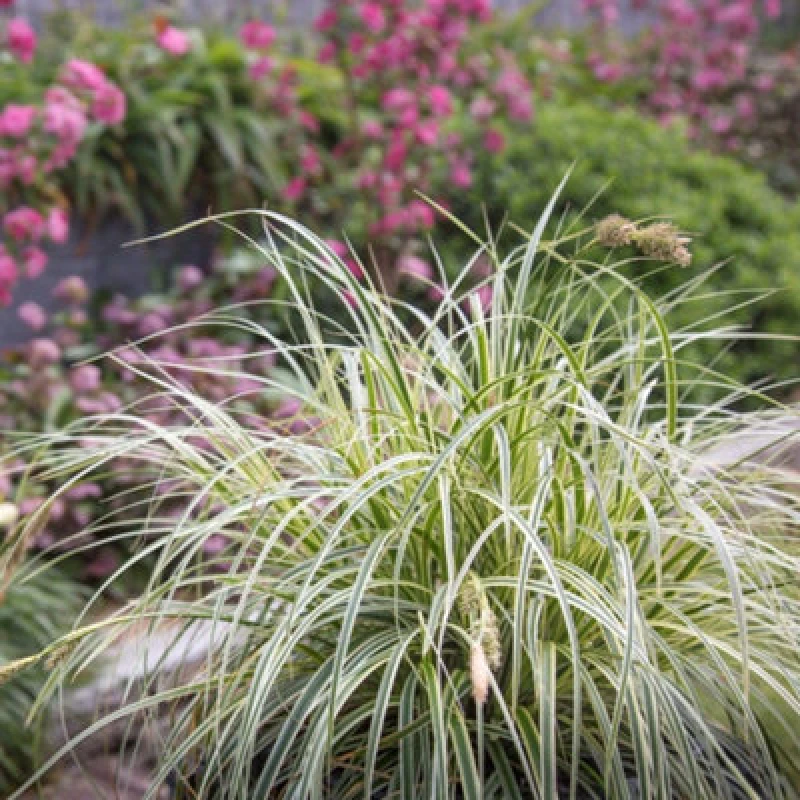 Image of Thompson & Morgan Carex Oshimensis Feather Falls 3 Litre Potted Plant X 1