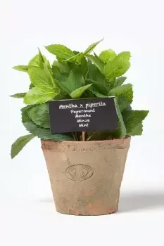 Image of Artificial Mint Plant in Decorative Pot