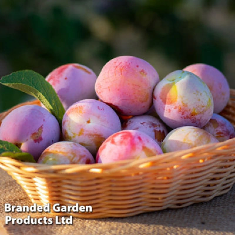 Image of Thompson & Morgan Grow Your Own Fruit Wonder Tree Plum Opal 24Cm Pot X 1